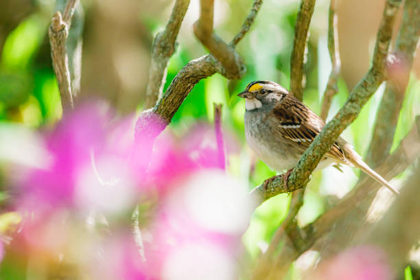 White-throated sparrow On a branch of rhododendron, a white-throated sparrow. Flower forward plant. saint hyacinthe photos stock pictures, royalty-free photos & images