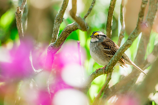 On a branch of rhododendron, a white-throated sparrow. Flower forward plant.