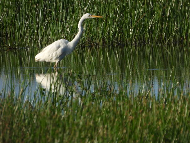 istock Bird hunting in the water 1315929658