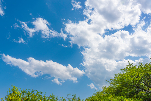 Spring season, fresh green trees and blue sky background material.