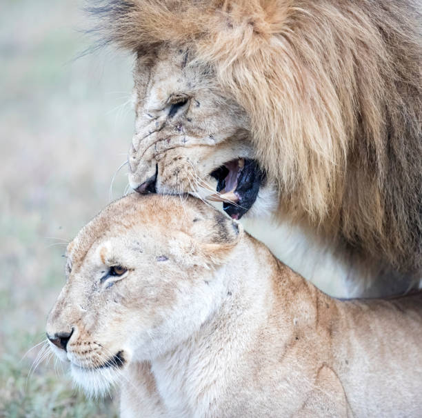 istock Two Lions Stock Photo 1315932688
