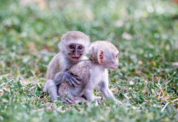 Two juvenile vervet monkeys. Taken in Kenya