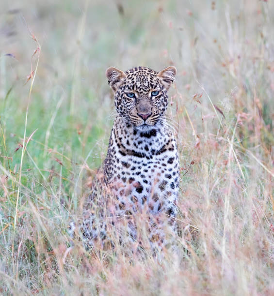 istock Leopard Stock Photo 1315932999