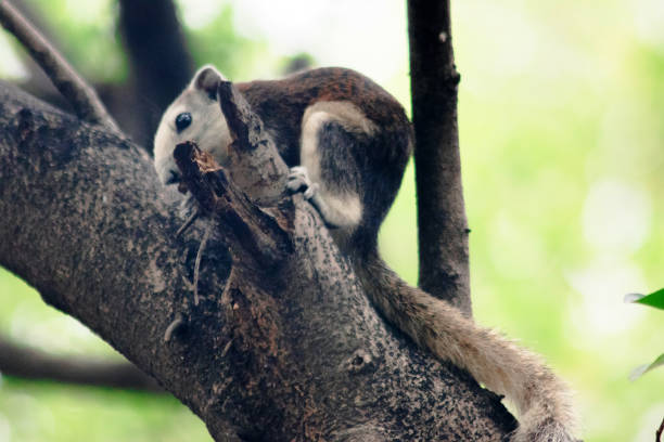istock Finlayson's squirrel on a branch 1315936045