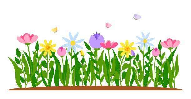 Spring border flower tulip cartoon grass vector Spring border flowers with butterfly in flat cartoon style. Early flowers growing in grass. Colorful tulip, chamomile. Forest nature springtime landscape design element. Isolated vector illustration meadow stock illustrations