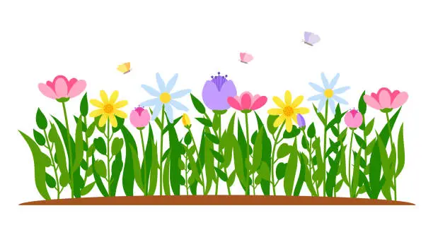 Vector illustration of Spring border flower tulip cartoon grass vector