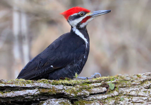 pica-pau empilhado no tronco da árvore na floresta - pileated woodpecker animal beak bird - fotografias e filmes do acervo