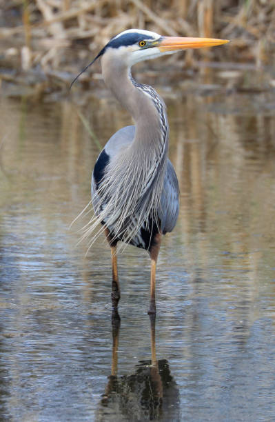 istock Great blue heron portrait into the swamp 1315939571