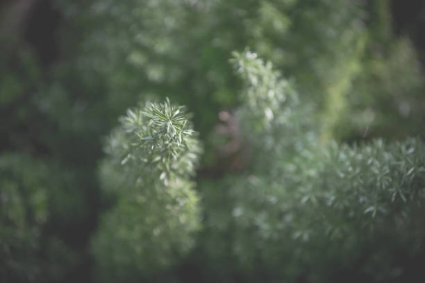 flowers and plants in backyard garden