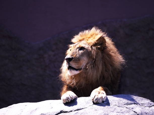 istock Lion, King of Beasts 1315942416