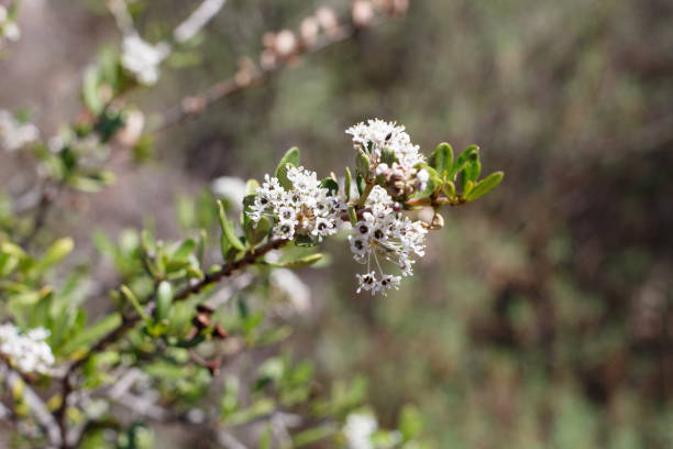 istock CEANOTHUS CUNEATUS BLOOM - RED ROCK CP MRCA - 022421 B 1315942449