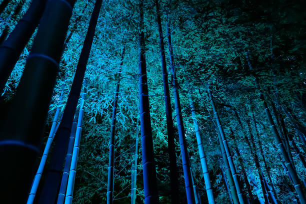 Illuminated fantastic bamboo grove