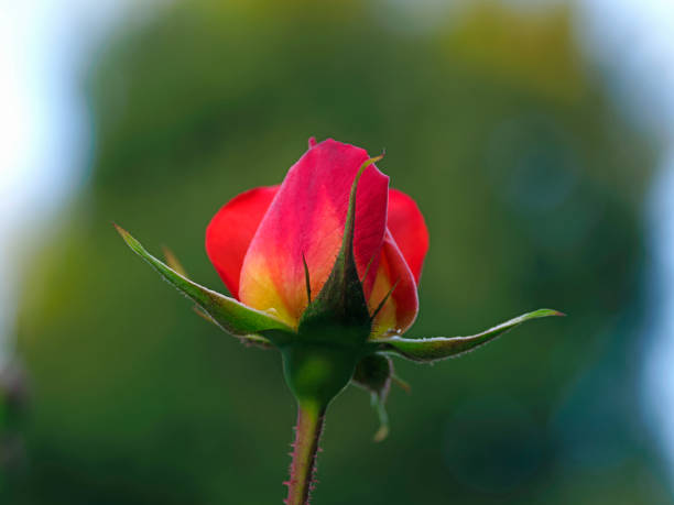 istock Isolated bud of a red rose 1315942848