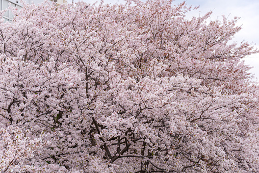 Cherry tree in full bloom