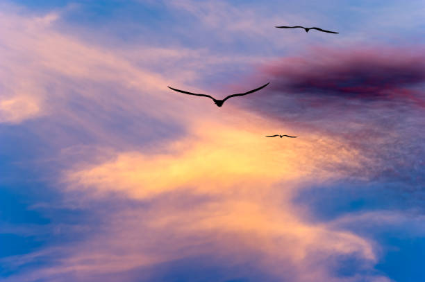istock Sunset Birds Clouds Uplifting Inspirational Journey 1315943686