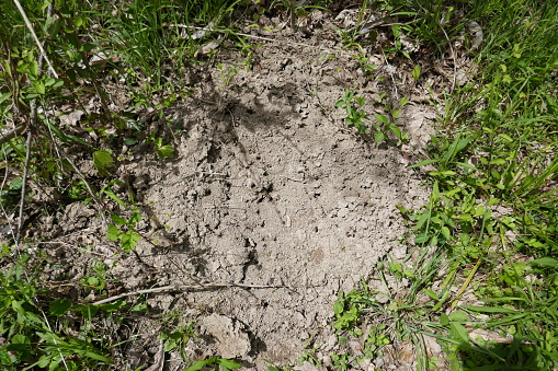 Large ant hill with plants growing around sides