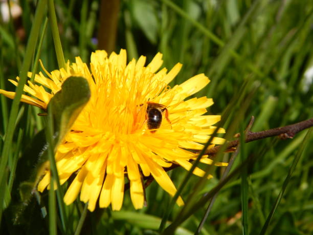 istock Dandelion blooms beautifully in bright yellow 1315949335