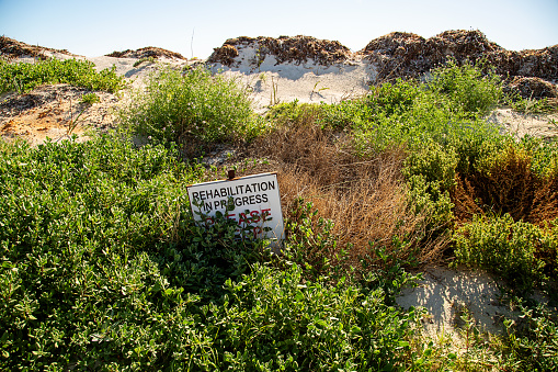 Rehabilitation in progress sign covered by vegetation in the sand dunes in Cervantes, Western Australia