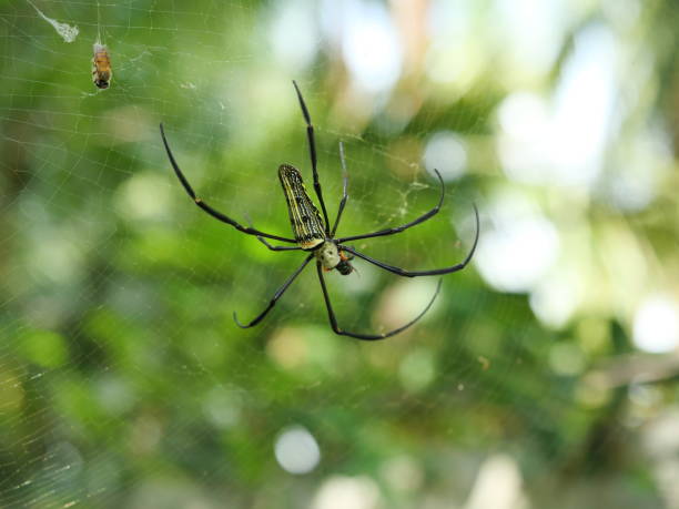istock Spider on web trap insects with natural green background 1315950446