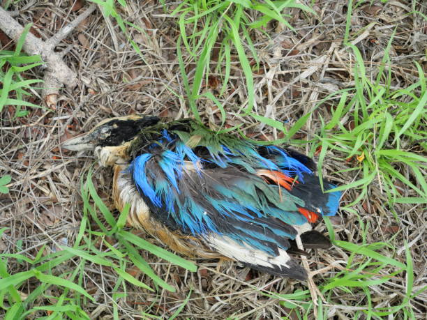 istock Mangrove pitta bird dead on sand and green grass 1315951005