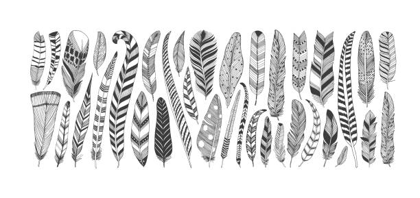 ilustrações de stock, clip art, desenhos animados e ícones de hand drawn rustic ethnic decorative feathers. - peacock feather outline black and white