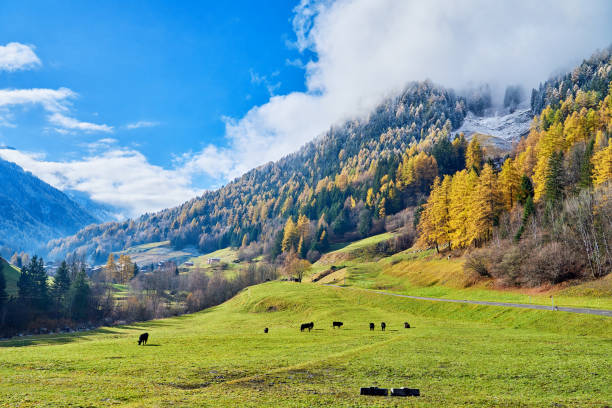 istock Cattles at Valley Pasture, Swiss Alps 1315957260
