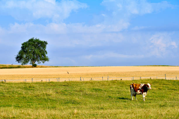 One cow on grassy field at sunset sunlight.