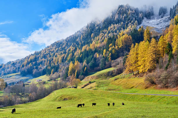 istock Cattles at Valley Pasture, Swiss Alps 1315957372
