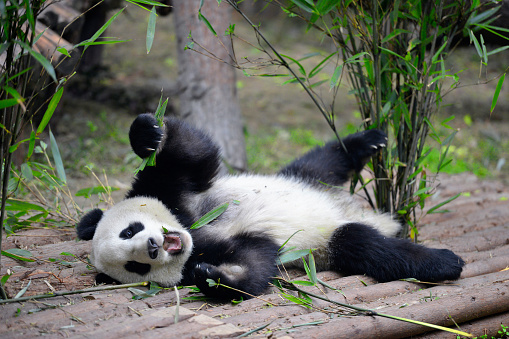 Close-up of china giant panda playing.