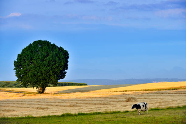 View of golden wheat crops ripening in summer agricultural farmland