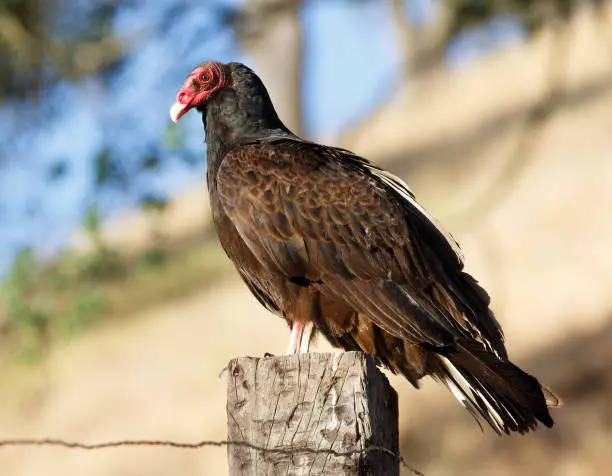 An image of a Turkey Vulture perched on a fence post on the hills of Martinez, California.