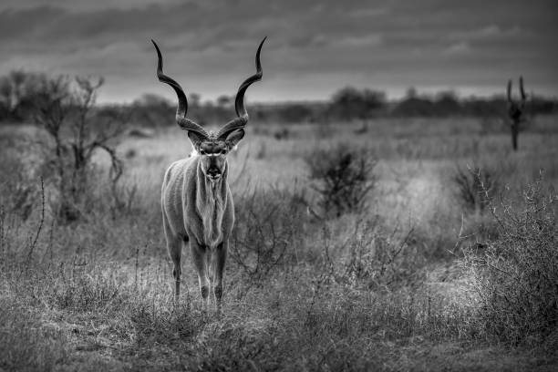 istock Male Krudu, Kruger Park 1315959010