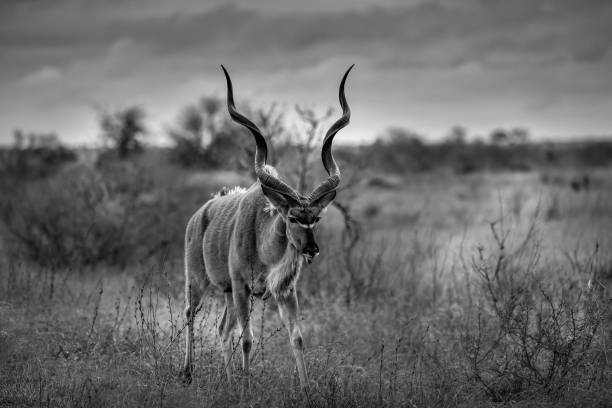 istock Male Kudu, Kruger Park 1315959939