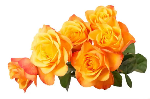 orange roses isolated on white background