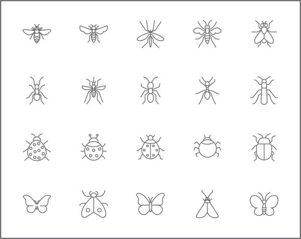 Set of insect and bug line style. It contains such Icons as mosquito, mantis, moth, ant, bug stick, ladybug, mite, natural and other elements. customize color, easy resize. praying mantis stock illustrations