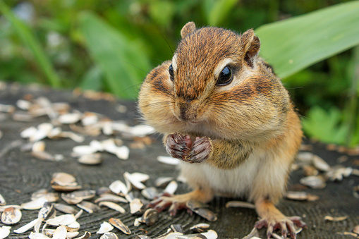 Chipmunk with sunflower seeds in its mouth