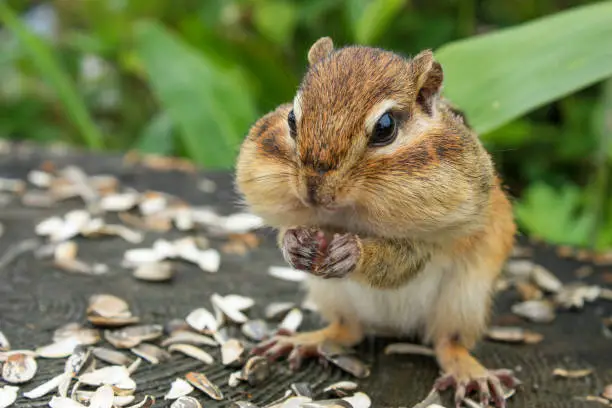 Photo of Chipmunk with sunflower seeds in its mouth