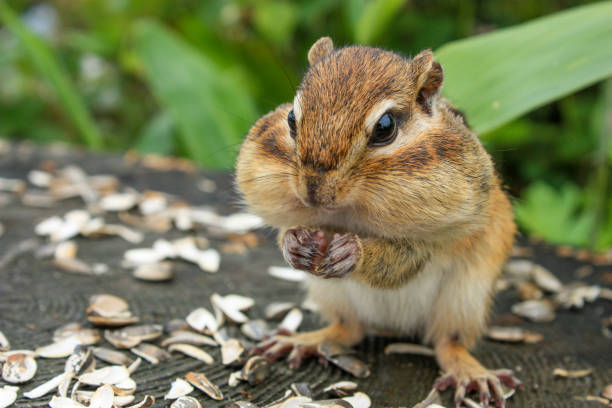 chipmunk with sunflower seeds in its mouth - chipmunk imagens e fotografias de stock