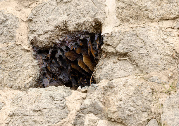 Beehive in a wall with flying bees