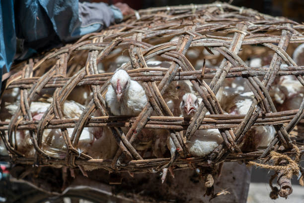 밀짚 케이지에 흰 암탉은 잔지바르 섬의 식품 시장에서 판매, 탄자니아, 아프리카, 닫습니다 - africa agriculture zanzibar industry 뉴스 사진 이미지
