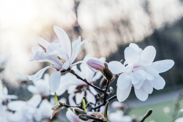 istock White magnolia flowers floral spring background 1315965859