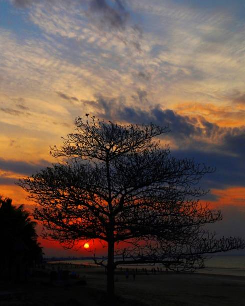istock Sunset Silhouette trees in Muscat 1315966253