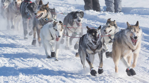 istock Iditarod Sled Dog Team 1315968128