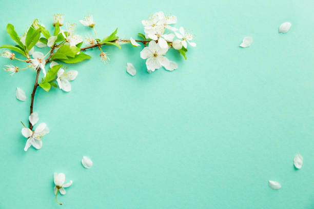 istock Spring turquoise background with cherry blossom twigs. Blue desktop. top view, frame. Copy space 1315968304