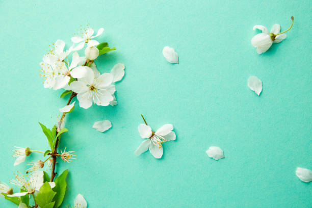 istock Spring turquoise background with cherry blossom twigs. Blue desktop. top view, frame. Copy space 1315968315