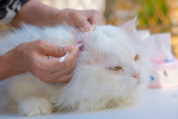 410+ Persian Cat Grooming Stock Photos, Pictures & Royalty-Free Images - iStock
