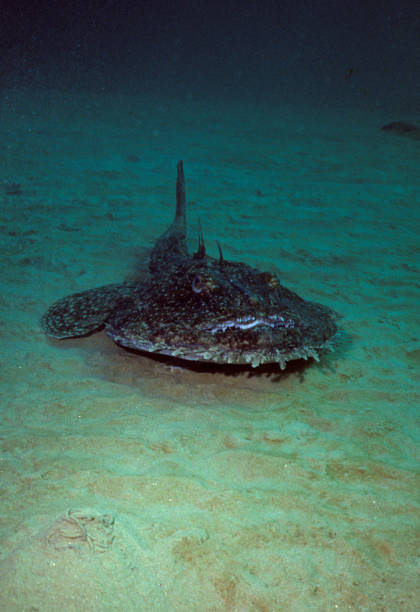 rape - anglerfish fotografías e imágenes de stock