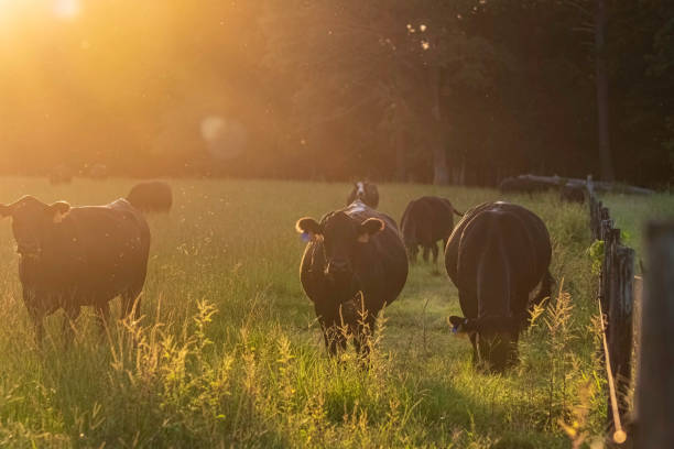 Angus cows in golden light A group of Angus beef cows along a fenceline bathed in late afternoon golden light. cattle pen stock pictures, royalty-free photos & images