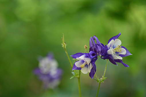 Purple and white Columbine (Aquilegia flabellata) flowers with a green bokeh background and negative space