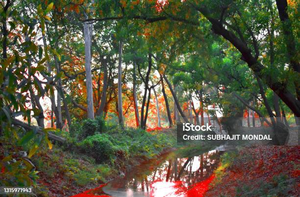 Tree Spring In Water Trees With Various Colours With Water Stream During Spring Season Stock ...